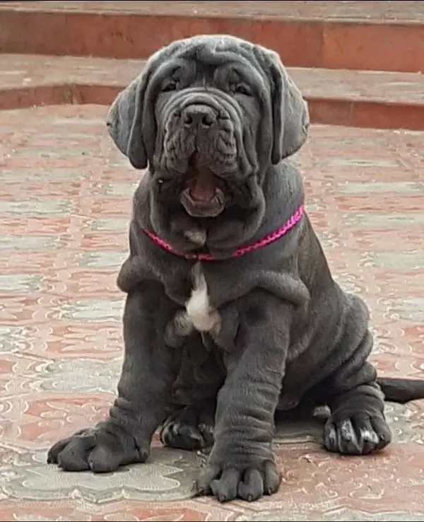 Neapolitan mastiff available for import-Image 8