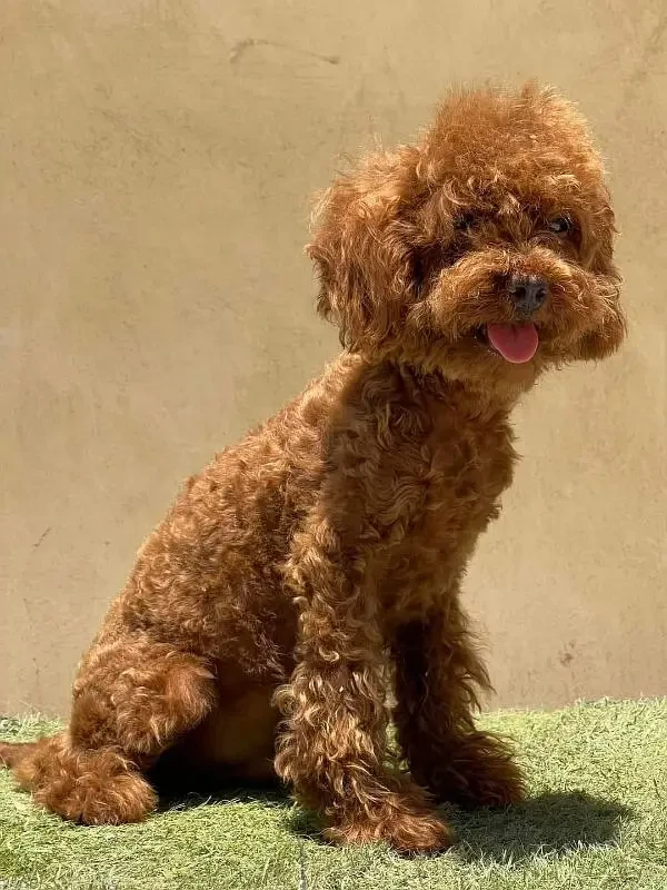 poodle puppy available for import-Image 4