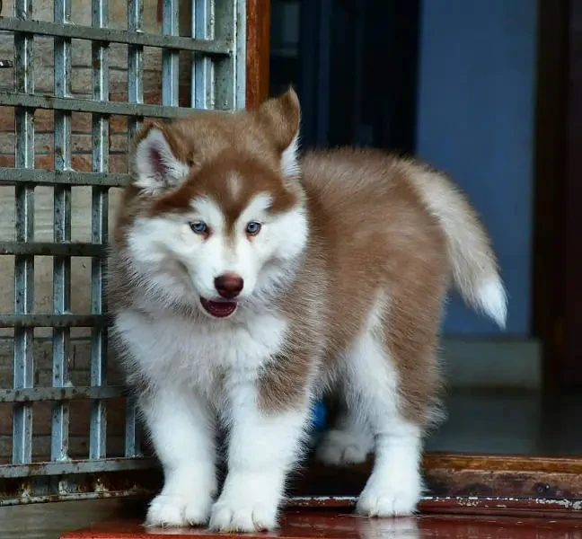 Husky puppies available for import-Image 2