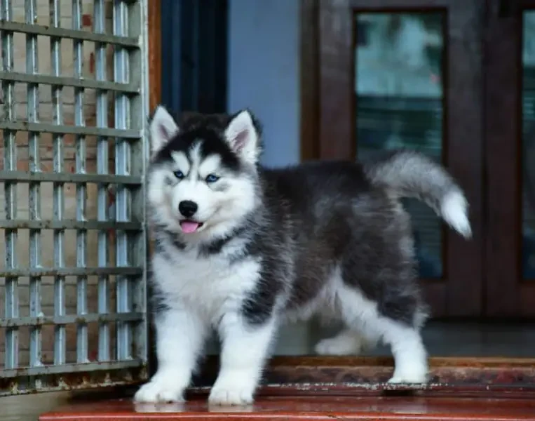 Husky puppies available for import-Image 3