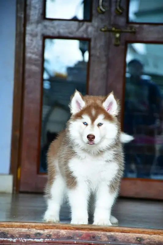 Husky puppies available for import-Image 4