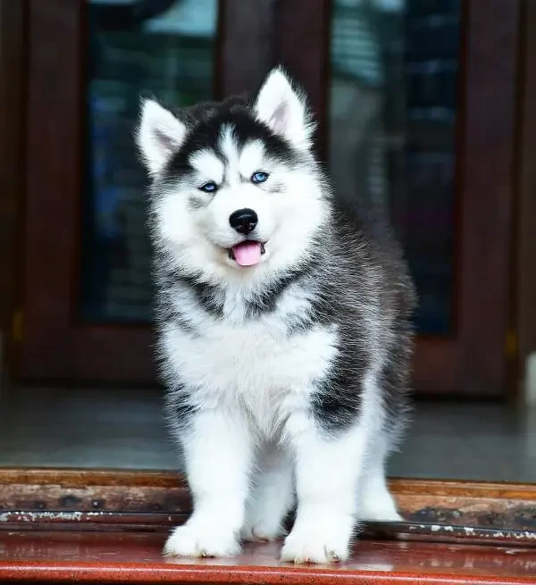 Husky puppies available for import-Image 5