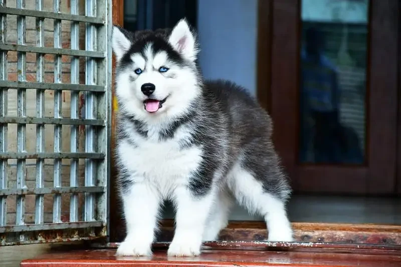 Husky puppies available for import-Image 7