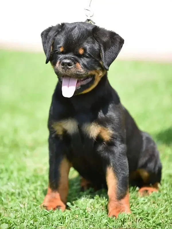 TOP QUALITY ROTTWEILER PUPPY AVAILABLE FOR SALE-Image 2