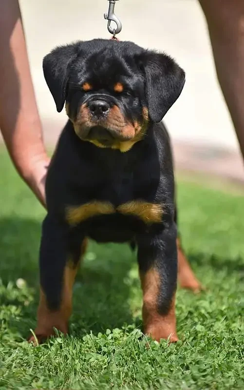 TOP QUALITY ROTTWEILER PUPPY AVAILABLE FOR SALE-Image 3