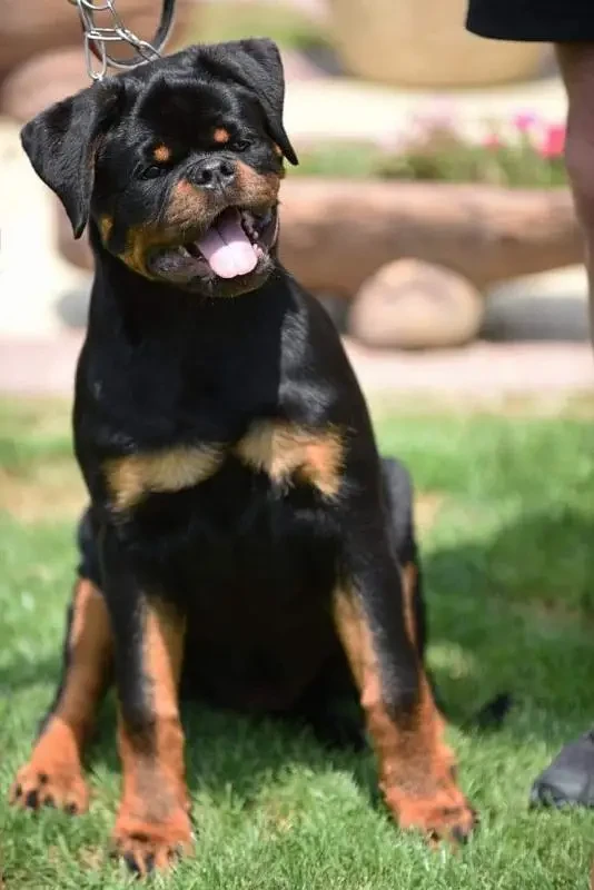 TOP QUALITY ROTTWEILER PUPPY AVAILABLE FOR SALE-Image 4