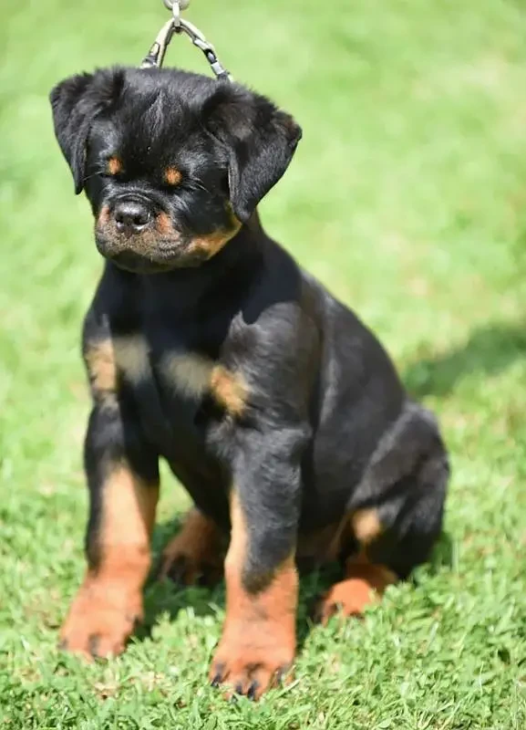 TOP QUALITY ROTTWEILER PUPPY AVAILABLE FOR SALE-Image 5