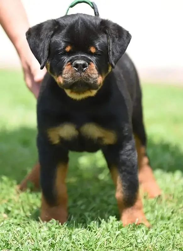 TOP QUALITY ROTTWEILER PUPPY AVAILABLE FOR SALE-Image 6