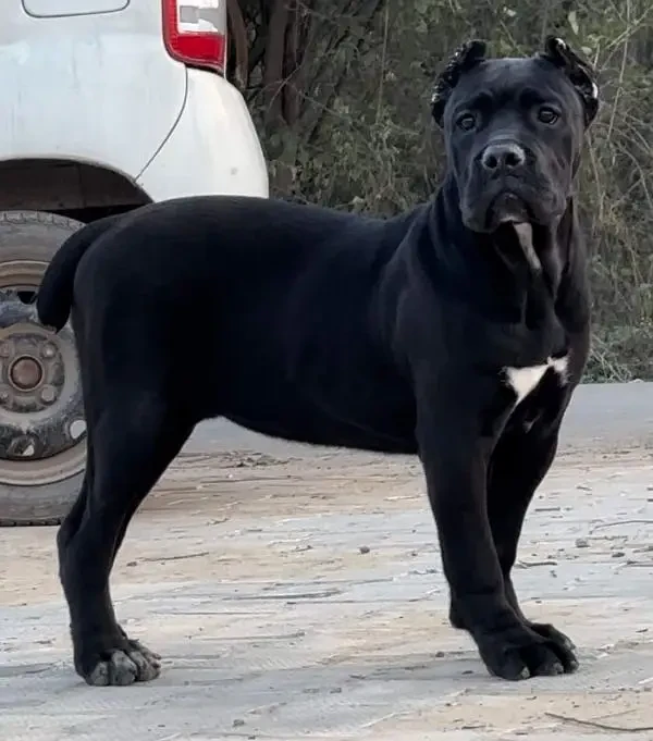 IMPORTED CANE CORSO PUPPY AVAILABLE FOR SALE-Image 2