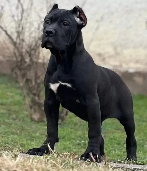 IMPORTED CANE CORSO PUPPY AVAILABLE FOR SALE-Image 3