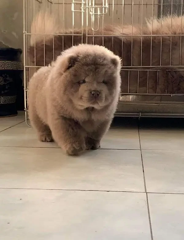 IMPORTED BLUE CHOW CHOW PUPPY AVAILABLE FOR SALE-Image 2