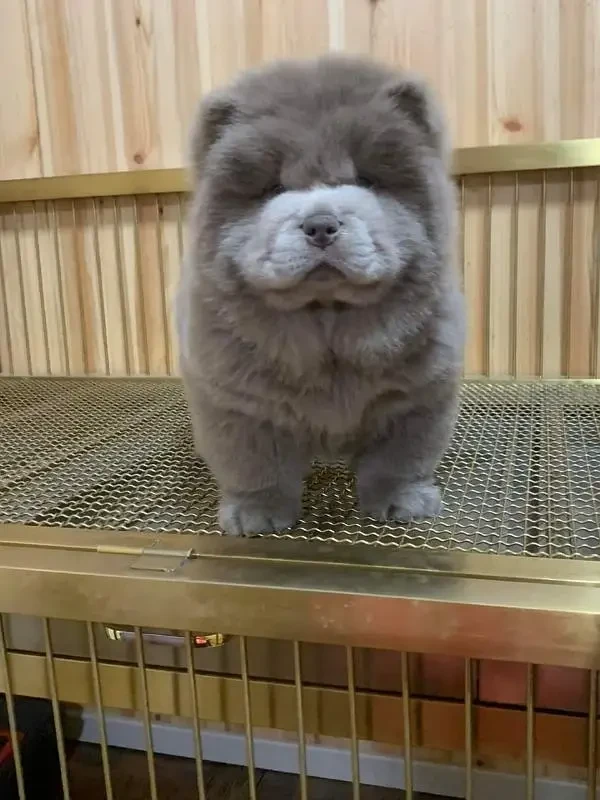 IMPORTED BLUE CHOW CHOW PUPPY AVAILABLE FOR SALE-Image 3