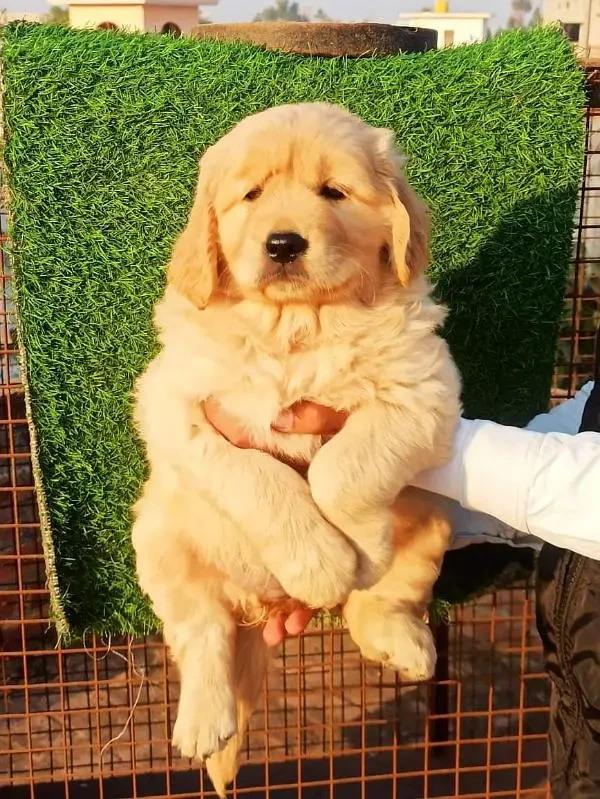 IMPORTED GOLDEN RETRIEVER PUPPY AVAILABLE FOR SALE-Image 2