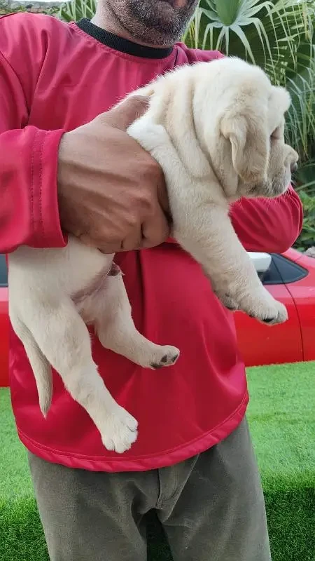 IMPORTED BRITISH LABRADOR PUPPY AVAILABLE FOR SALE-Image 2