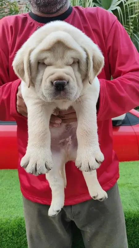 IMPORTED BRITISH LABRADOR PUPPY AVAILABLE FOR SALE-Image 3