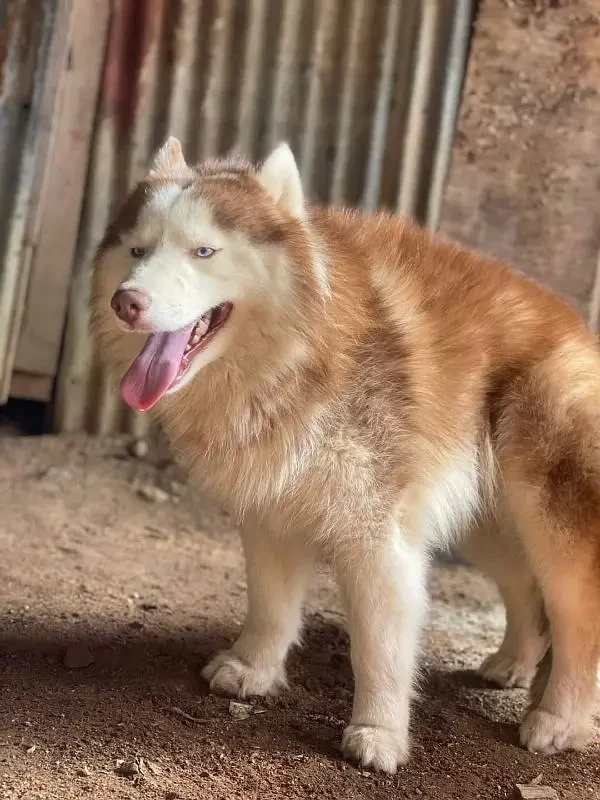 BLUE EYES SIBERIAN HUSKY PUPPY AVAILABLE FOR SALE-Image 2