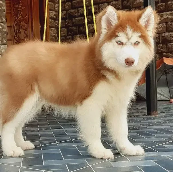 BLUE EYES SIBERIAN HUSKY PUPPY AVAILABLE FOR SALE-Image 3