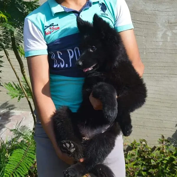 IMPORTED BLACK GERMAN SHEPHERD PUPPY AVAILABLE FOR SALE-Image 2