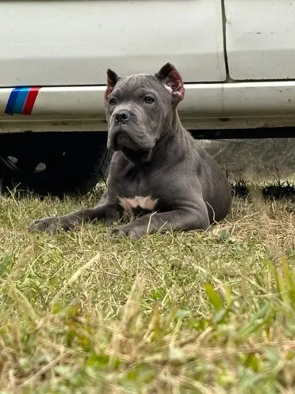 IMPORTED CANE CORSO PUPPY AVAILABLE FOR SALE-Image 2