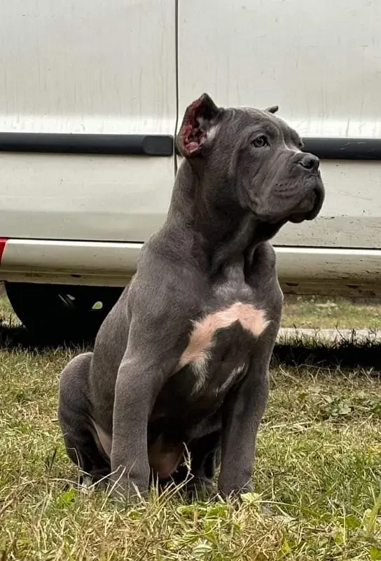 IMPORTED CANE CORSO PUPPY AVAILABLE FOR SALE-Image 3