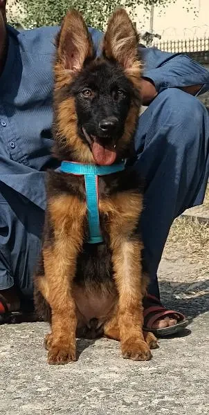 Long hair triple coat German shepherd