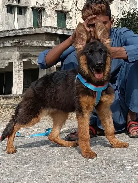 Long hair triple coat German shepherd-Image 2