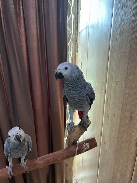 African Grey parrots-Image 2