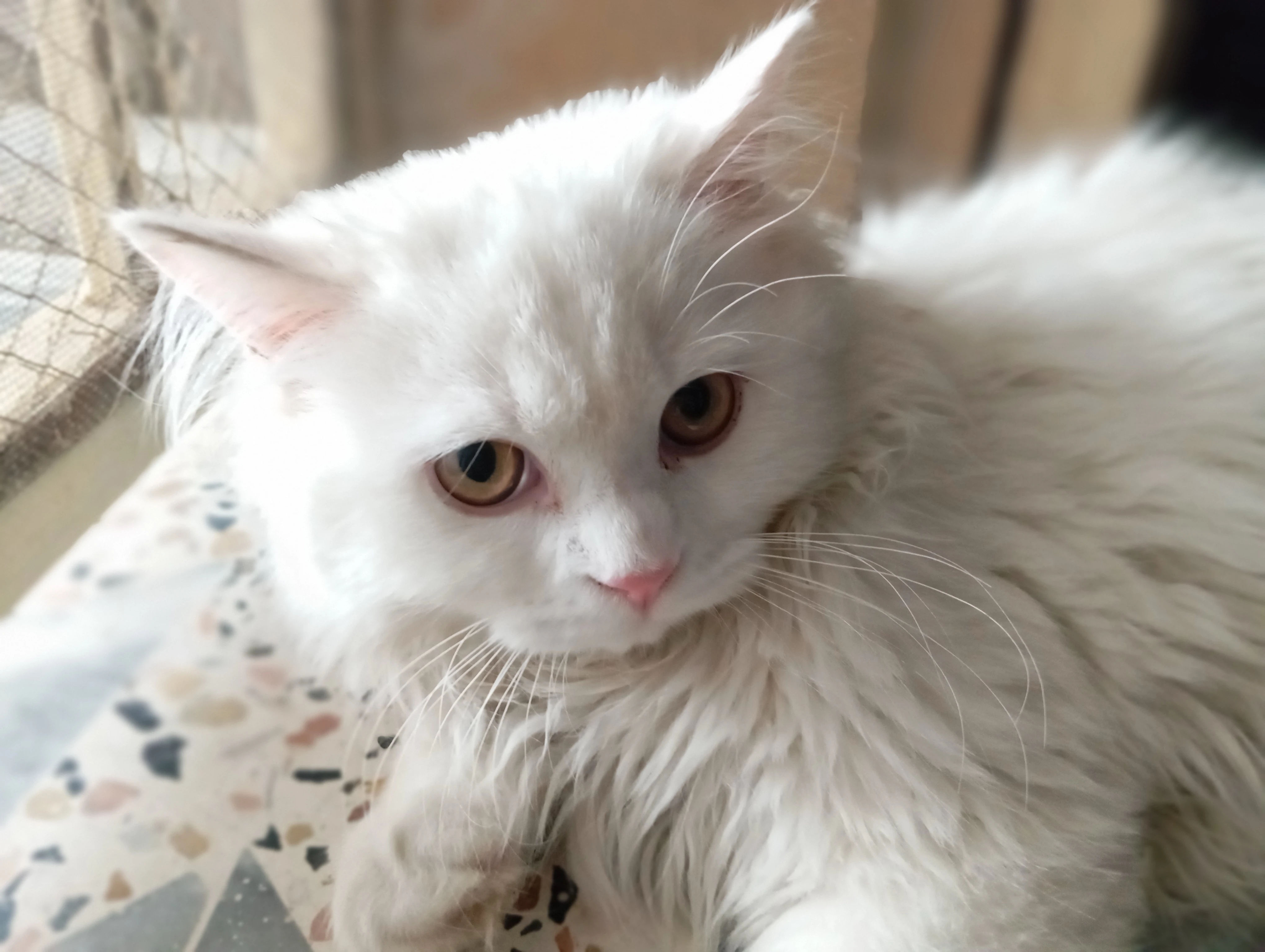 Male Persian triple coated cat for sale-Image 1