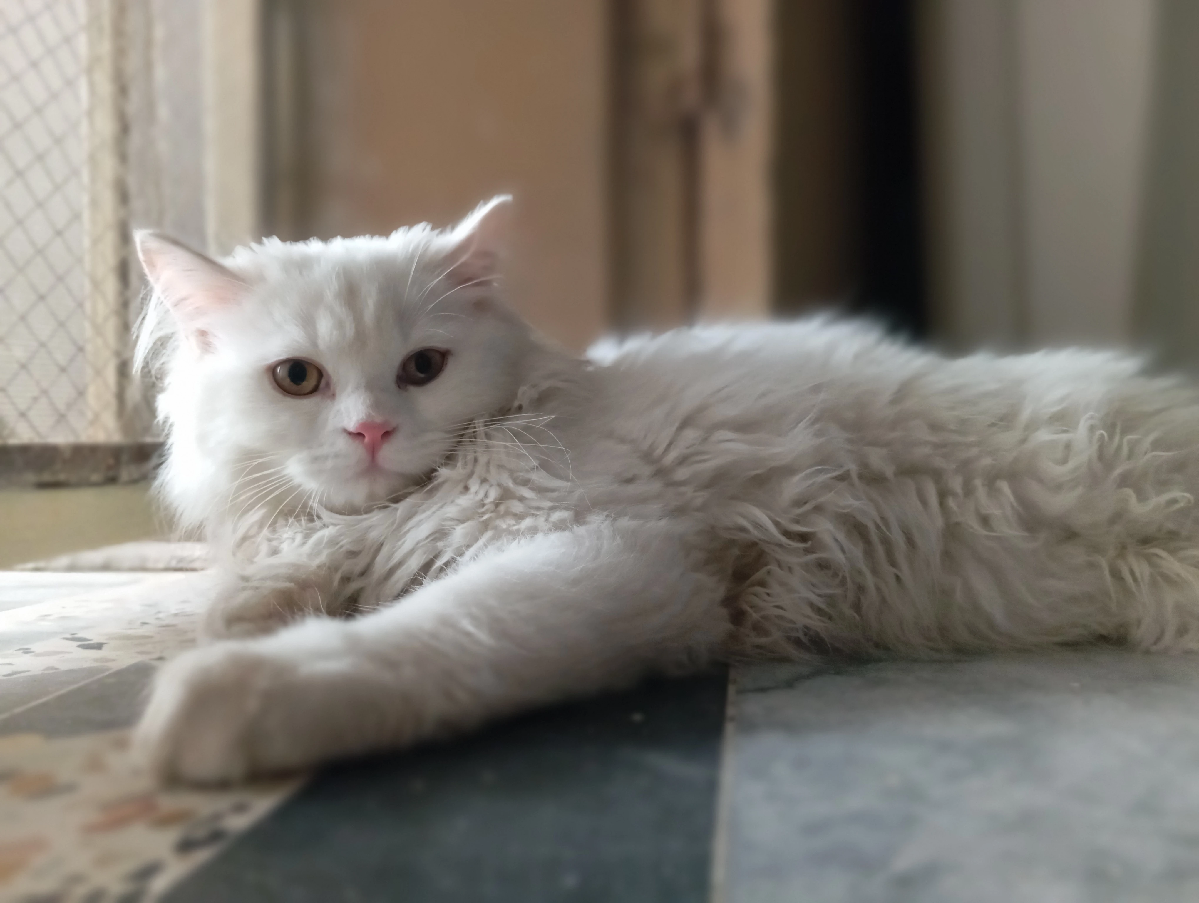 Male Persian triple coated cat for sale-Image 2