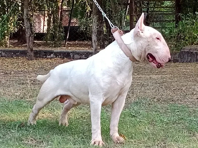 Imported English bull terrier pair available sale-Image 2