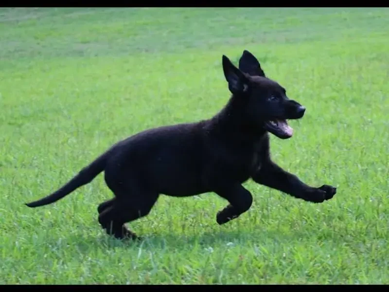 Black German shepherd puppies available for sale-Image 3