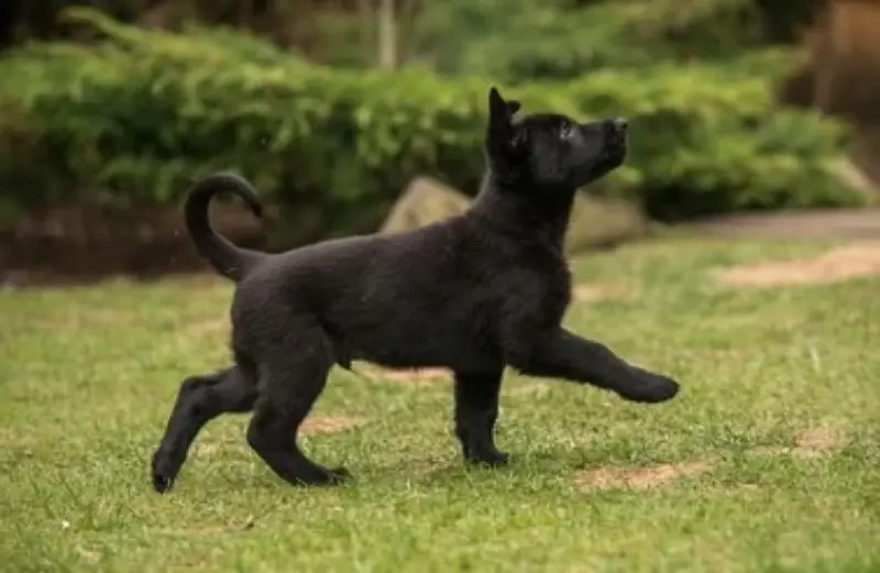 Black German shepherd puppies available for sale-Image 4