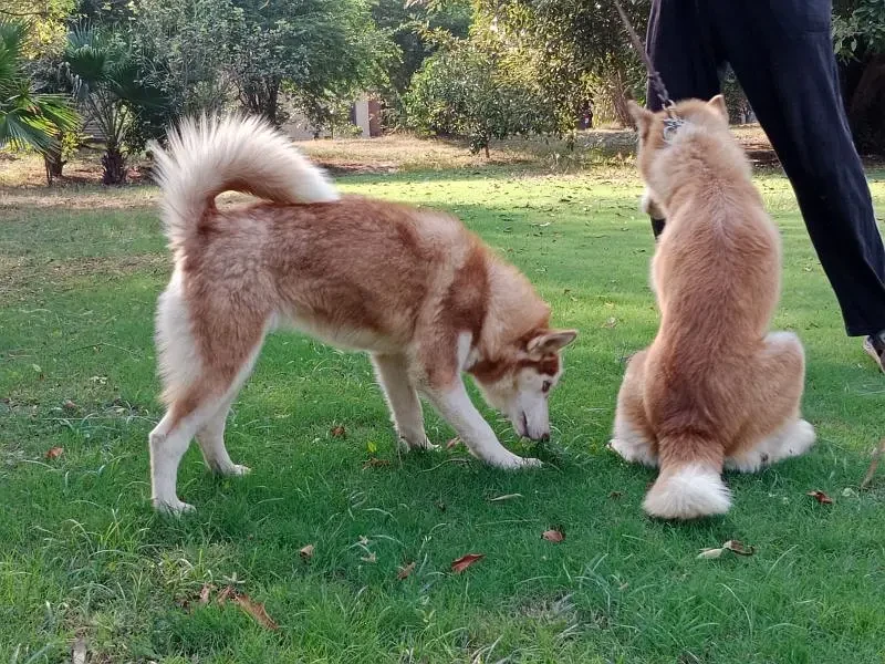 Siberian husky females available for sale-Image 2