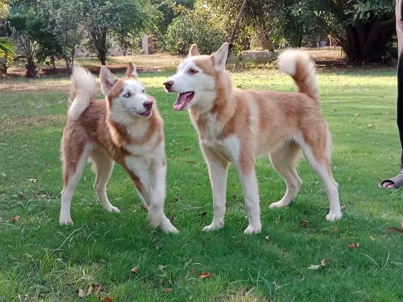 Siberian husky females available for sale-Image 4