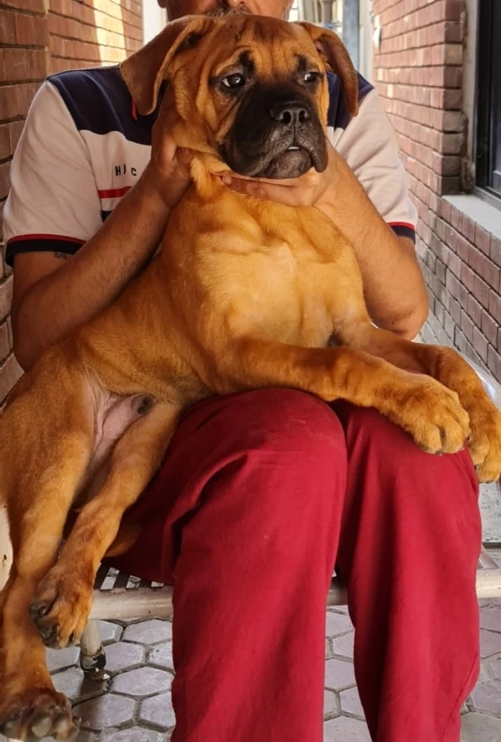 Bull mastiff-Image 3