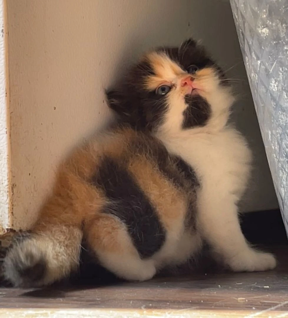 Calico female kitten-Image 2