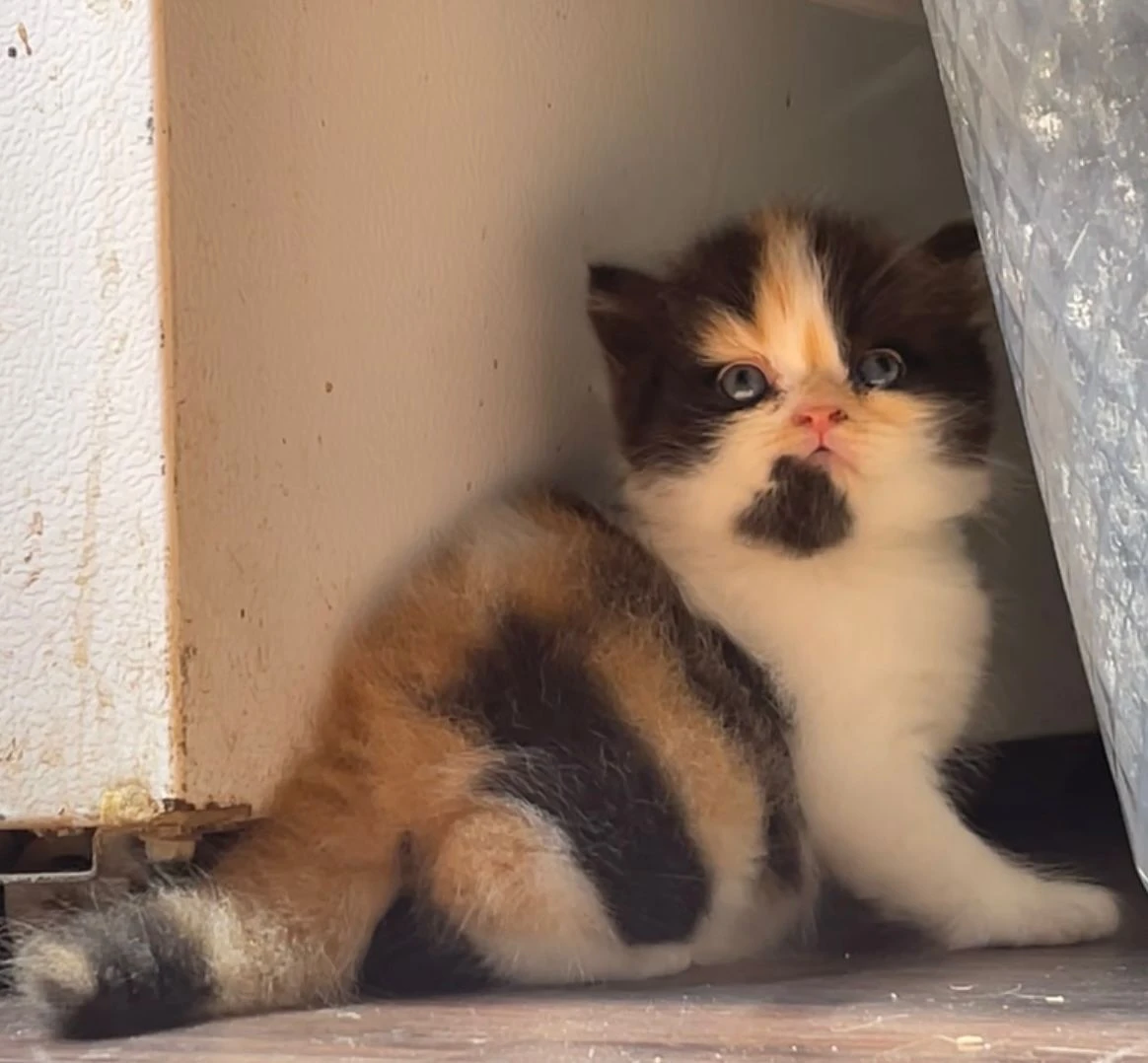 Calico female kitten-Image 3