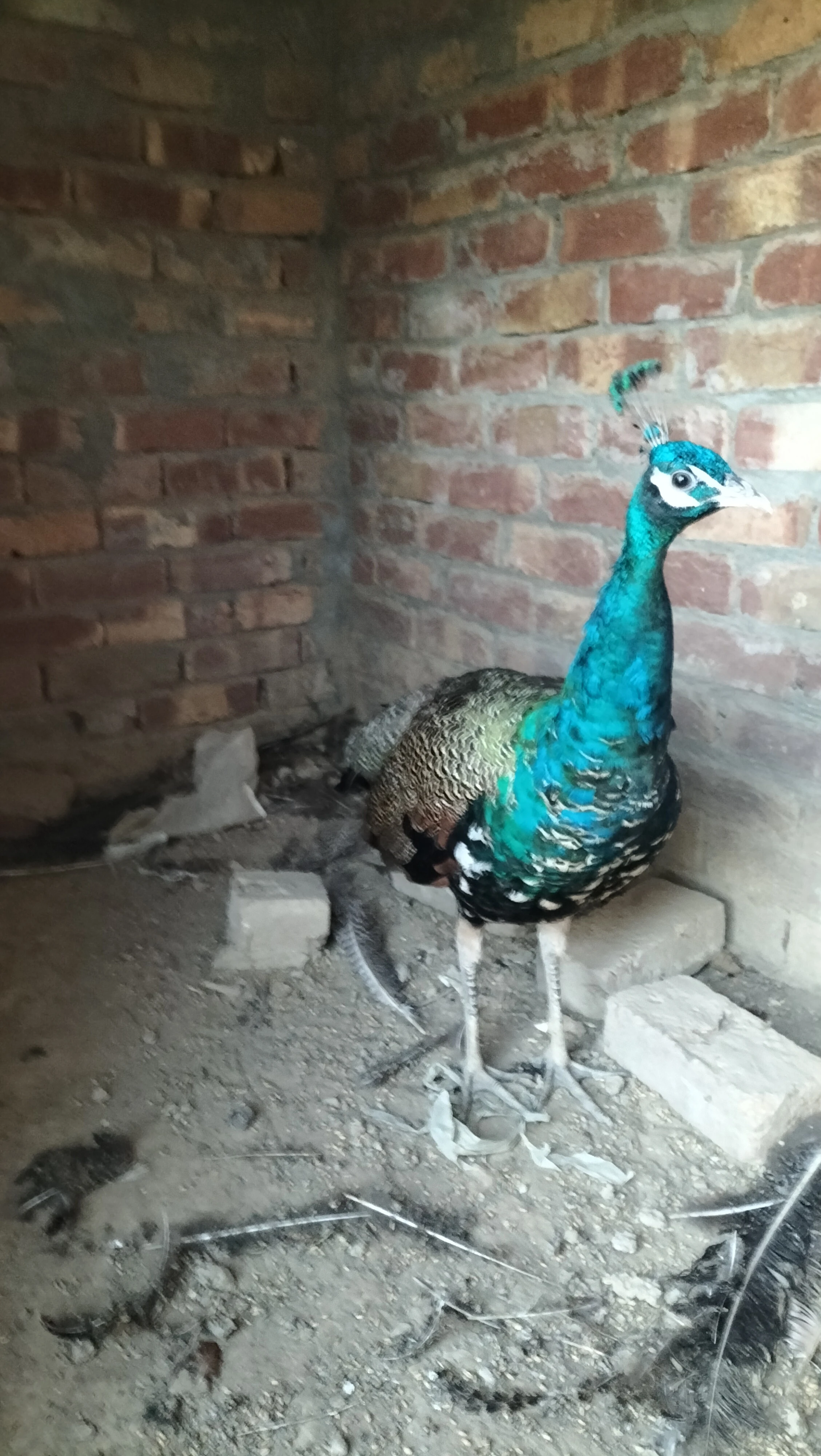 Blue shoulder peacock pair full breeder piar-Image 1