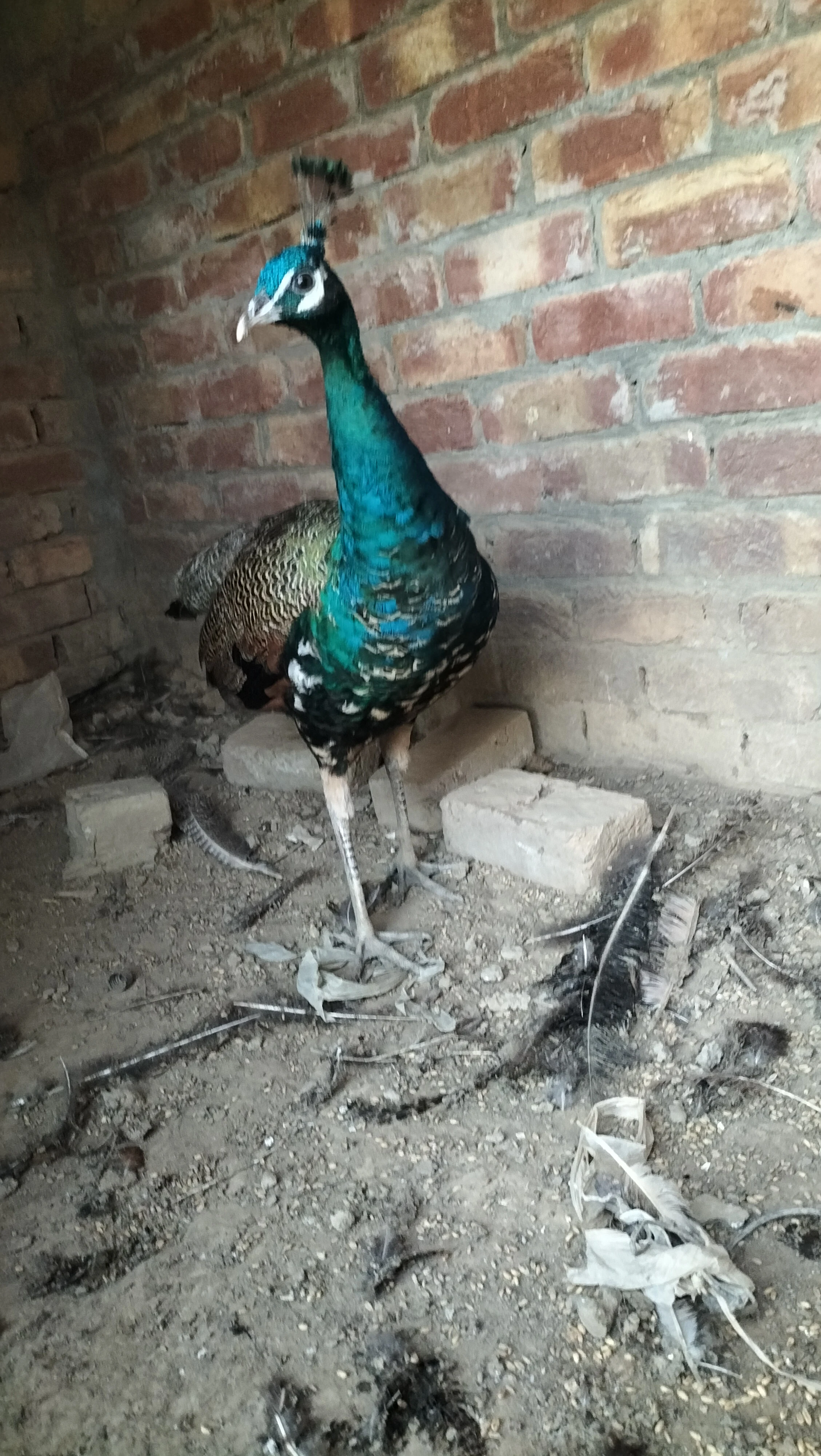 Blue shoulder peacock pair full breeder piar-Image 2