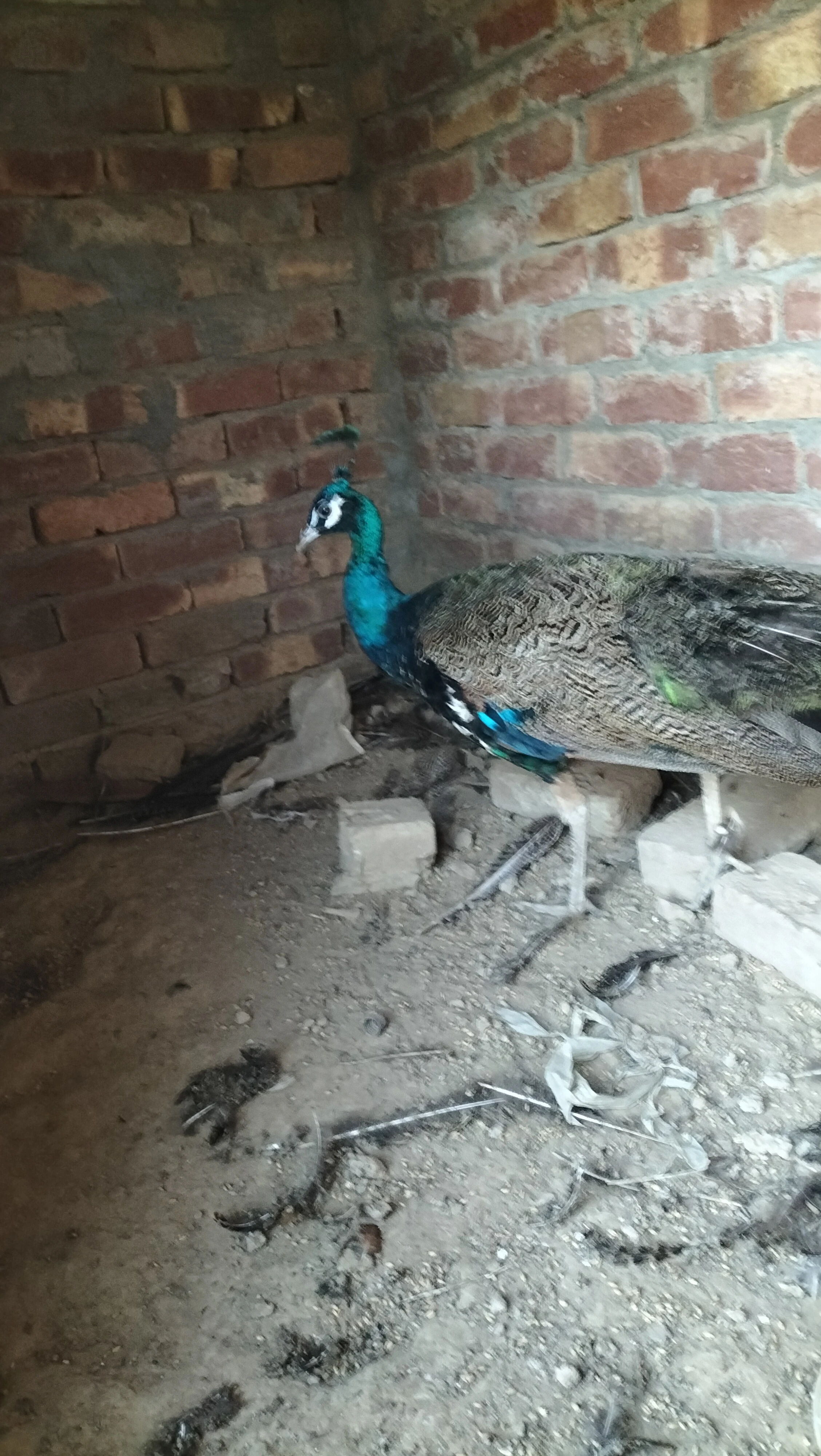 Blue shoulder peacock pair full breeder piar-Image 3