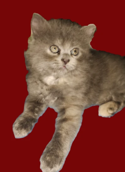 MALE KITTEN PERSIAN-Image 1