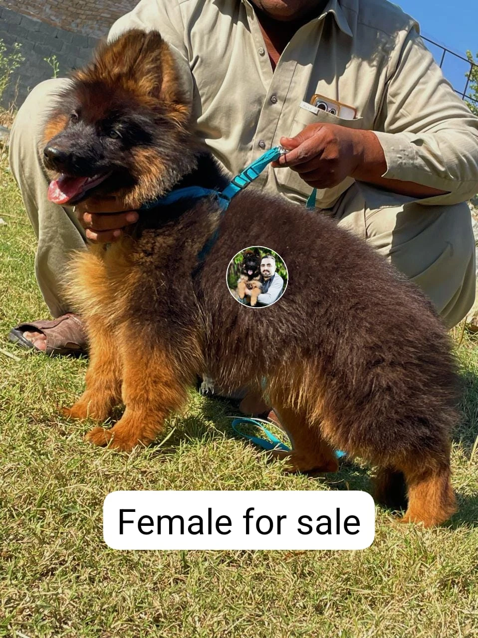 Long coat german shepherd female for sale-Image 1