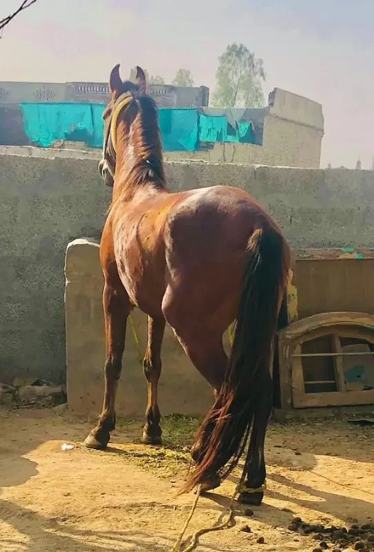 Desi Horse-Image 2