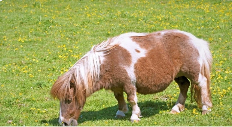 Miniature horse-Image 2