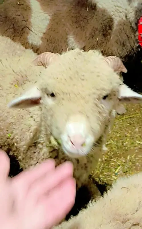 Merino Long Tail Sheep-Image 1