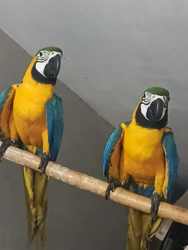 macaw parrots available-Image 1