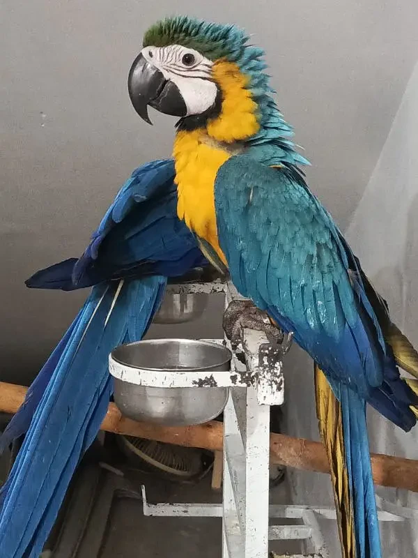 macaw parrots available-Image 2