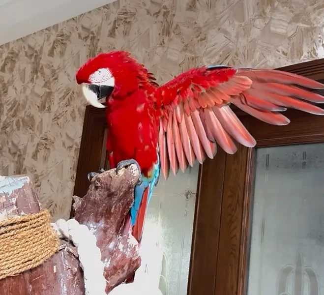 green wing macaw-Image 1