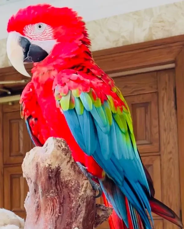 green wing macaw-Image 2