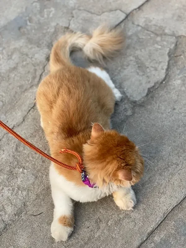 exotic long hair peaky face male cat-Image 2